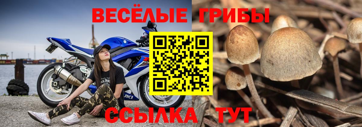 Псилоцибиновые грибы Cubensis Тихорецк